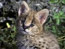 african-serval-kitten1.jpg