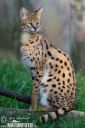 serval-76293.jpg
