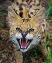 serval-portrait-1.jpg